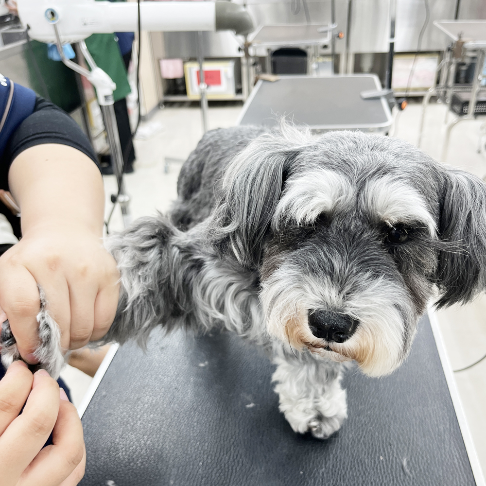 ２年生はお客様の愛犬をトリミング♪①